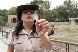Desde el zoológico logo