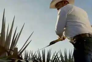 Vidas y bebidas logo